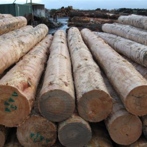 Radiata Pine Logs